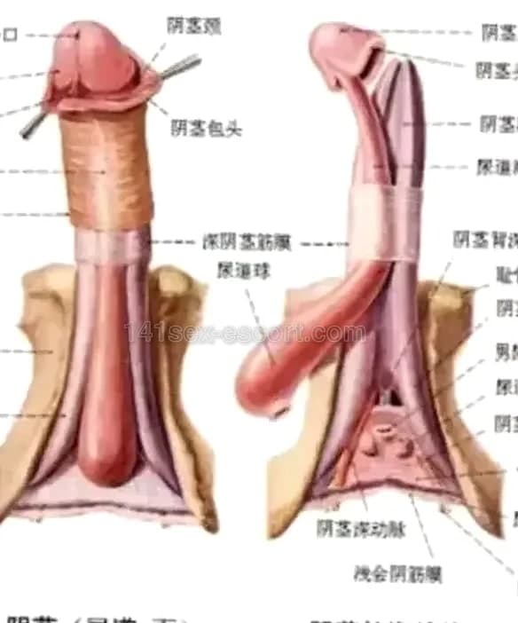 好正的住家骨 (2)